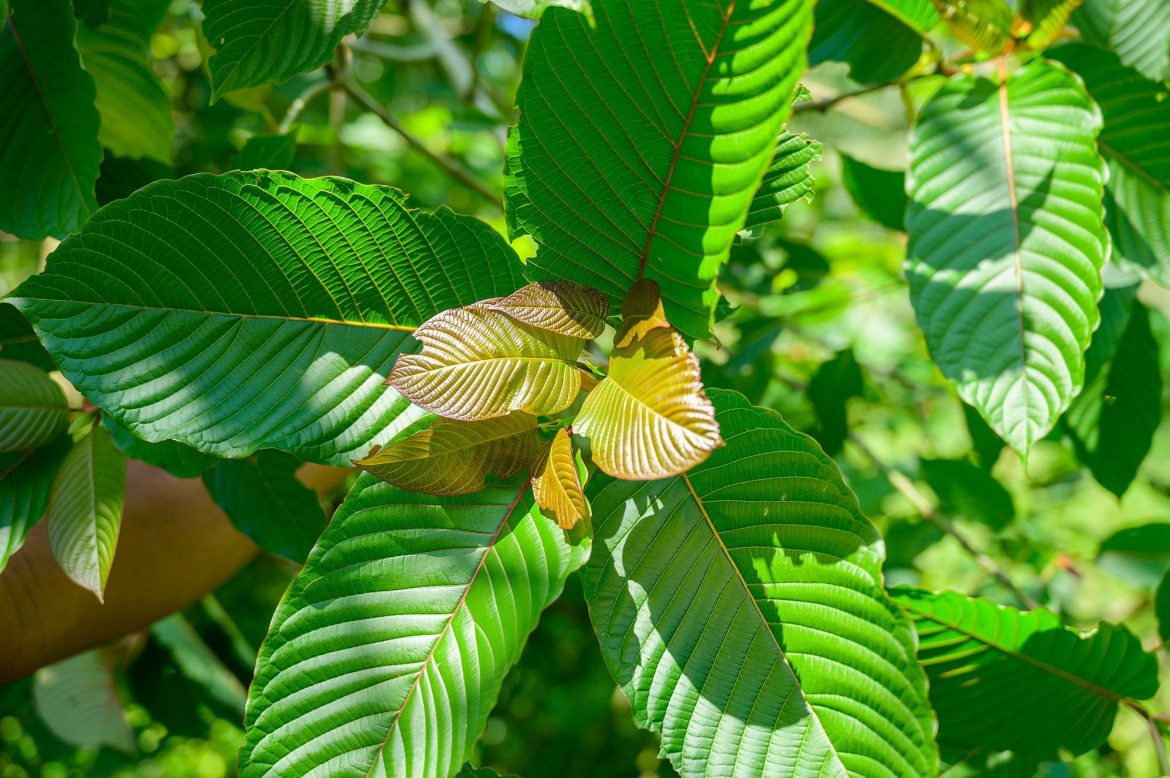 Kratom Shots for Wellness: Organic Helper for Relaxation and Energy