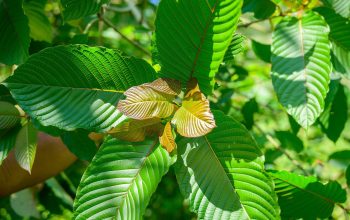 Kratom Shots for Wellness: Organic Helper for Relaxation and Energy