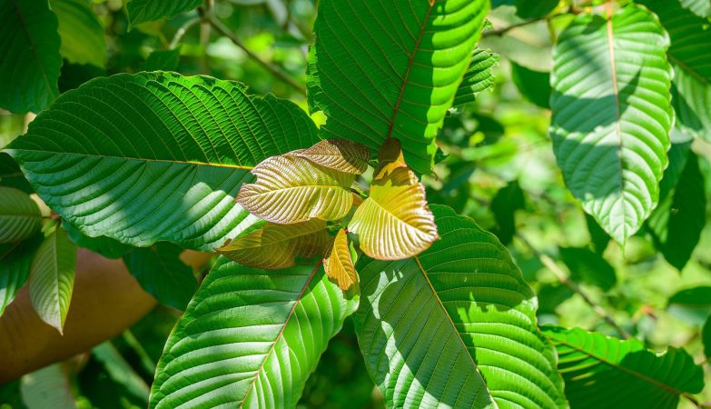 Kratom Shots for Wellness: Organic Helper for Relaxation and Energy